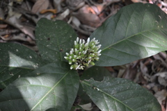 Ixora polyantha